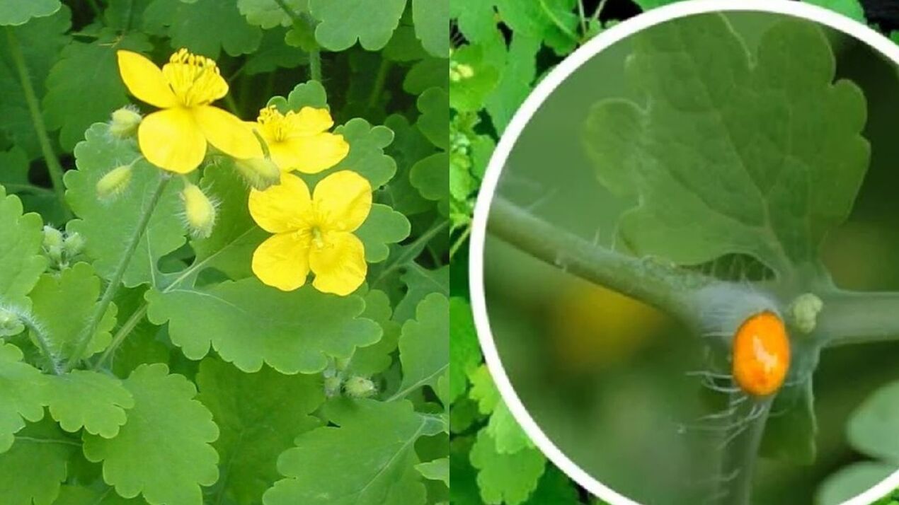 skorocel proti bradaviciam