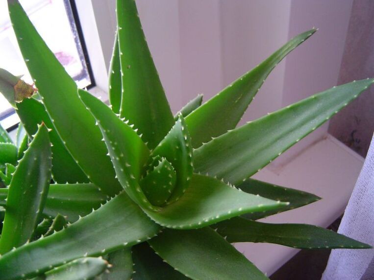 aloe a kalanchoe proti bradaviciam